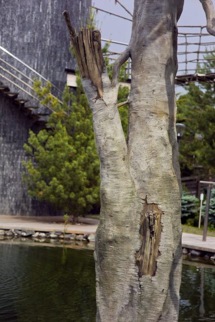 Фото парковой скульптуры дерева